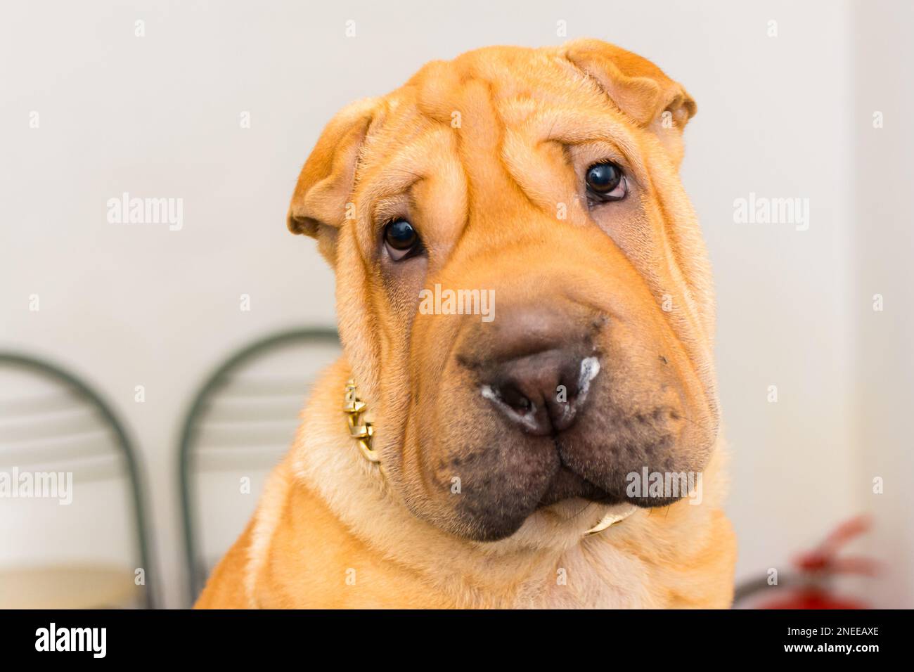 dog at the veterinary clinic Stock Photo