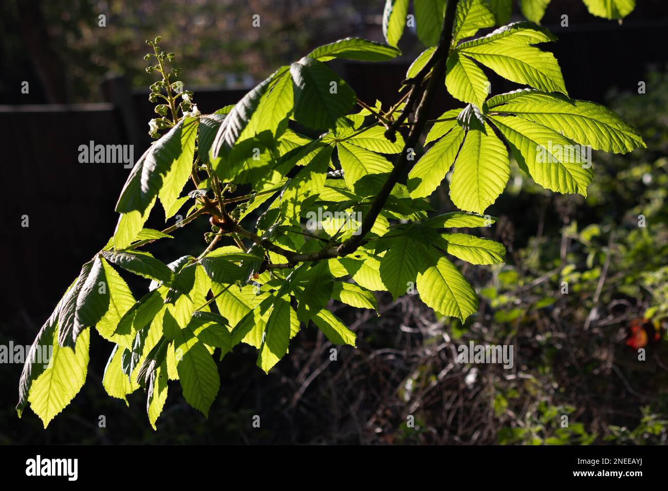 Horse Chestnut Tree Bursting With New Growth Stock Photo Alamy
