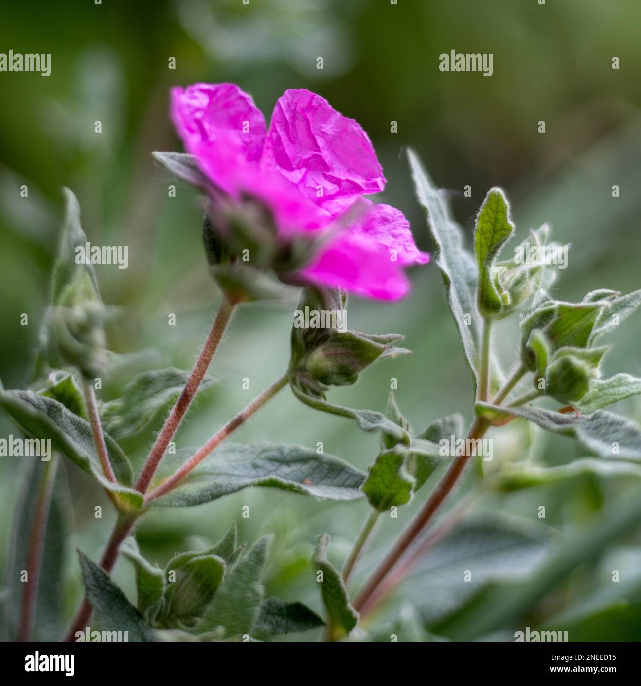 Pink Cistus flowering in a garden in West Sussex Stock Photo