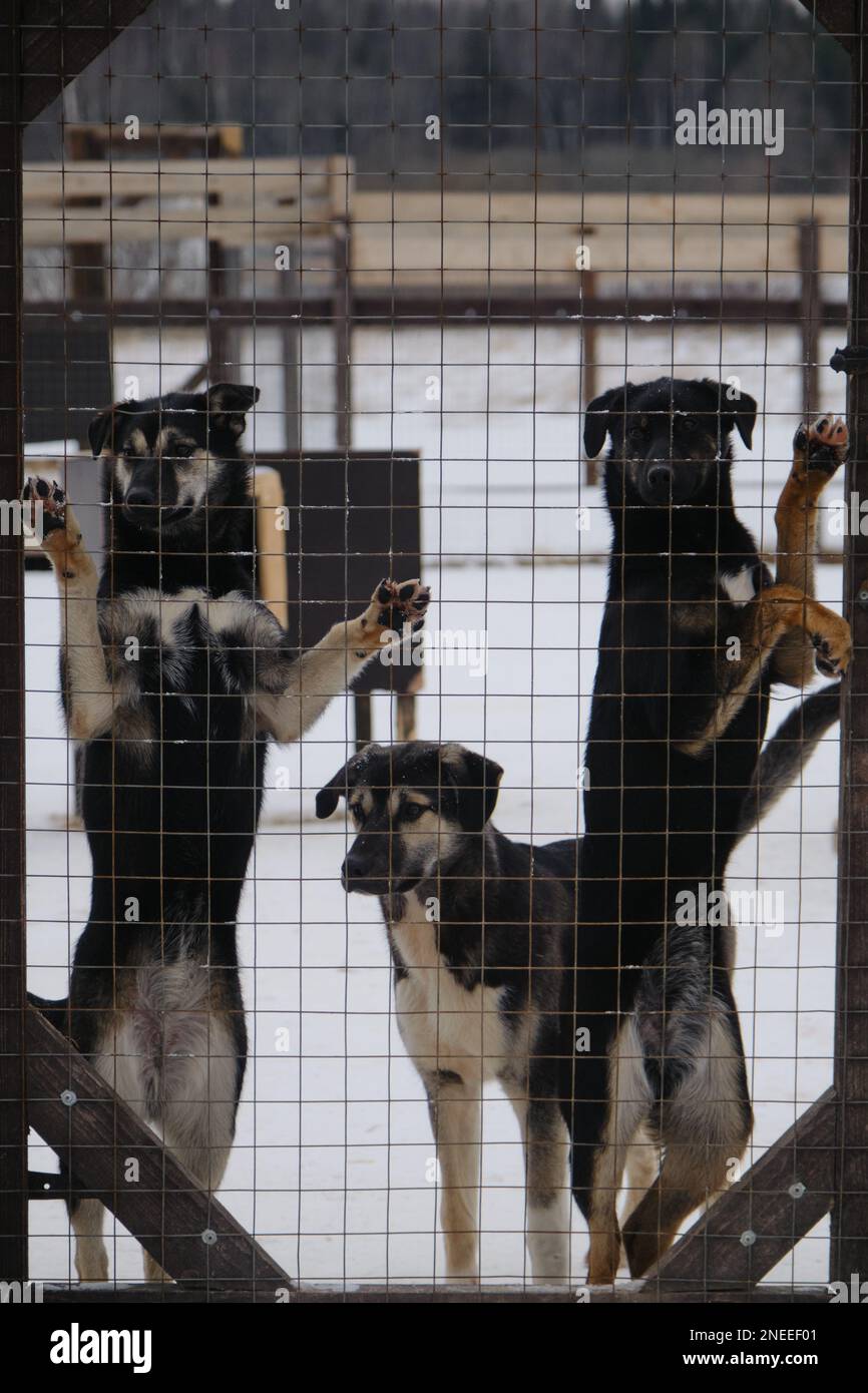 Kennel of northern sled dogs. Concept of shelter for lost unwanted pets waiting for adoption