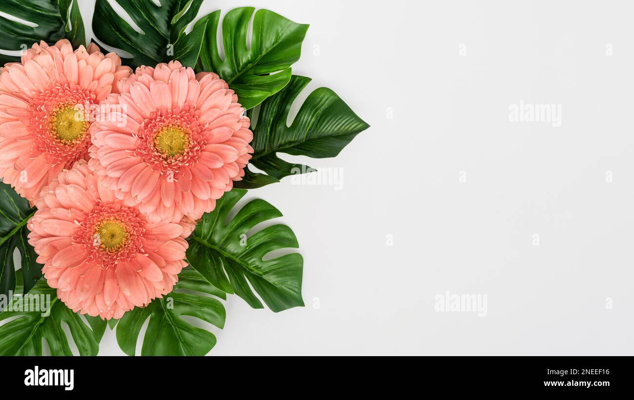 monstera leaves with gerbera flowers Stock Photo