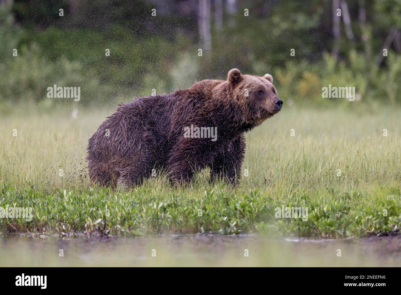 European Brown Bear Alpha Male In Karst Forest, Slovenia Ornament