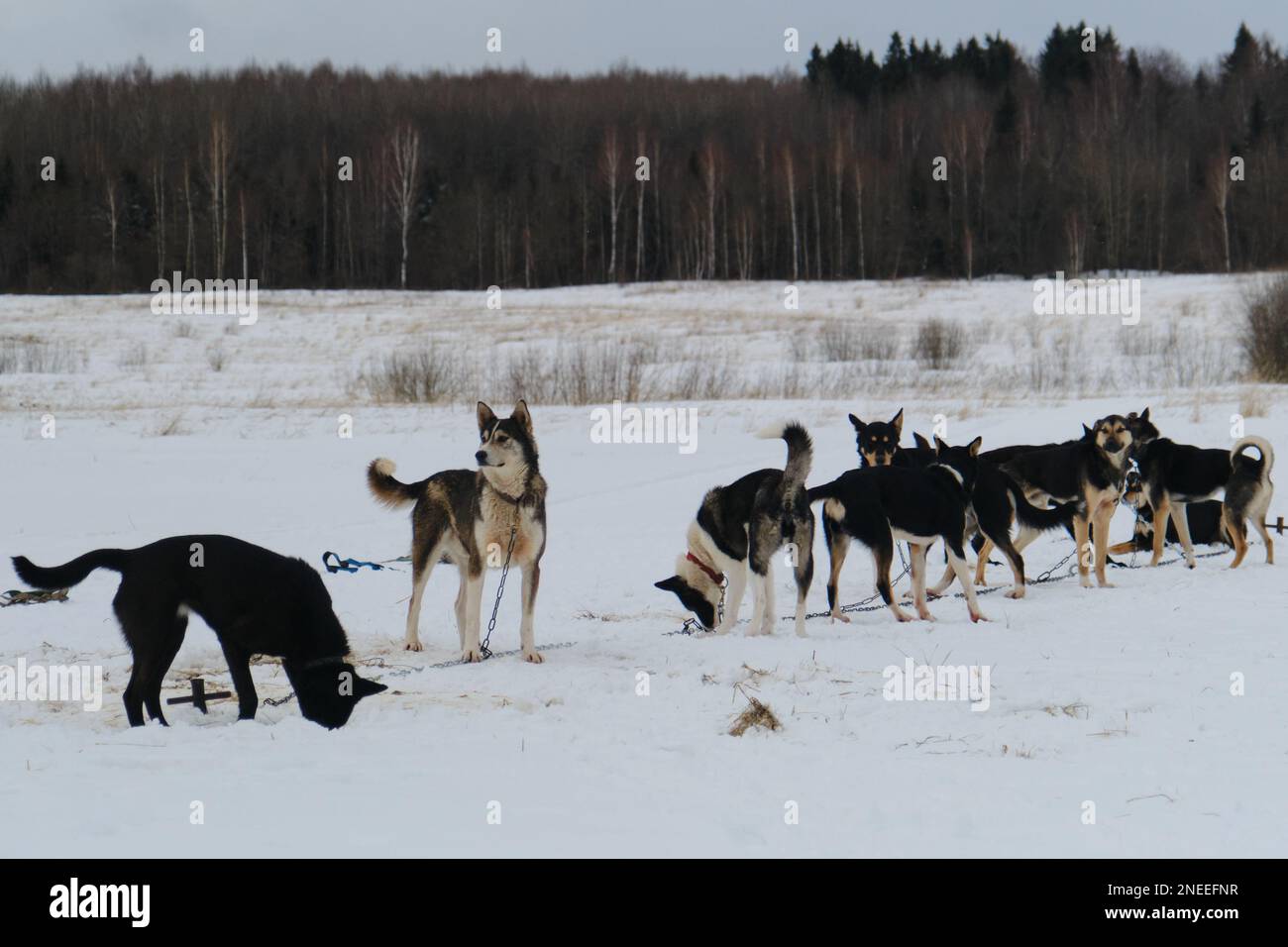 Team of mestizo sports dogs sits on chain in winter before running training in harness. Alaskan Husky Kennel is strong and hardy mix breed dog. Stock Photo