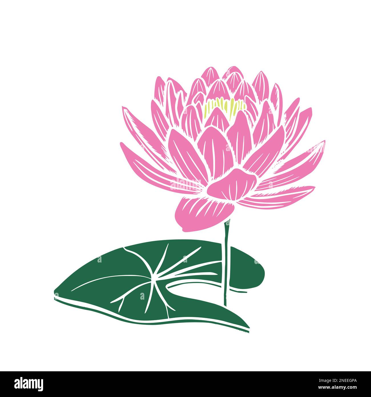 Lotus flowers on a white background, the stages of bud opening, a beautiful flower. Vector pink lily, waterlily isolated on white background. Vector i Stock Vector