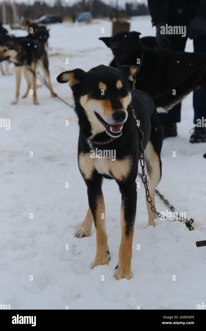 Team of mestizo sports dogs sits on chain in winter before running training in harness. Alaskan Husky Kennel is strong and hardy mix breed. Black and Stock Photo