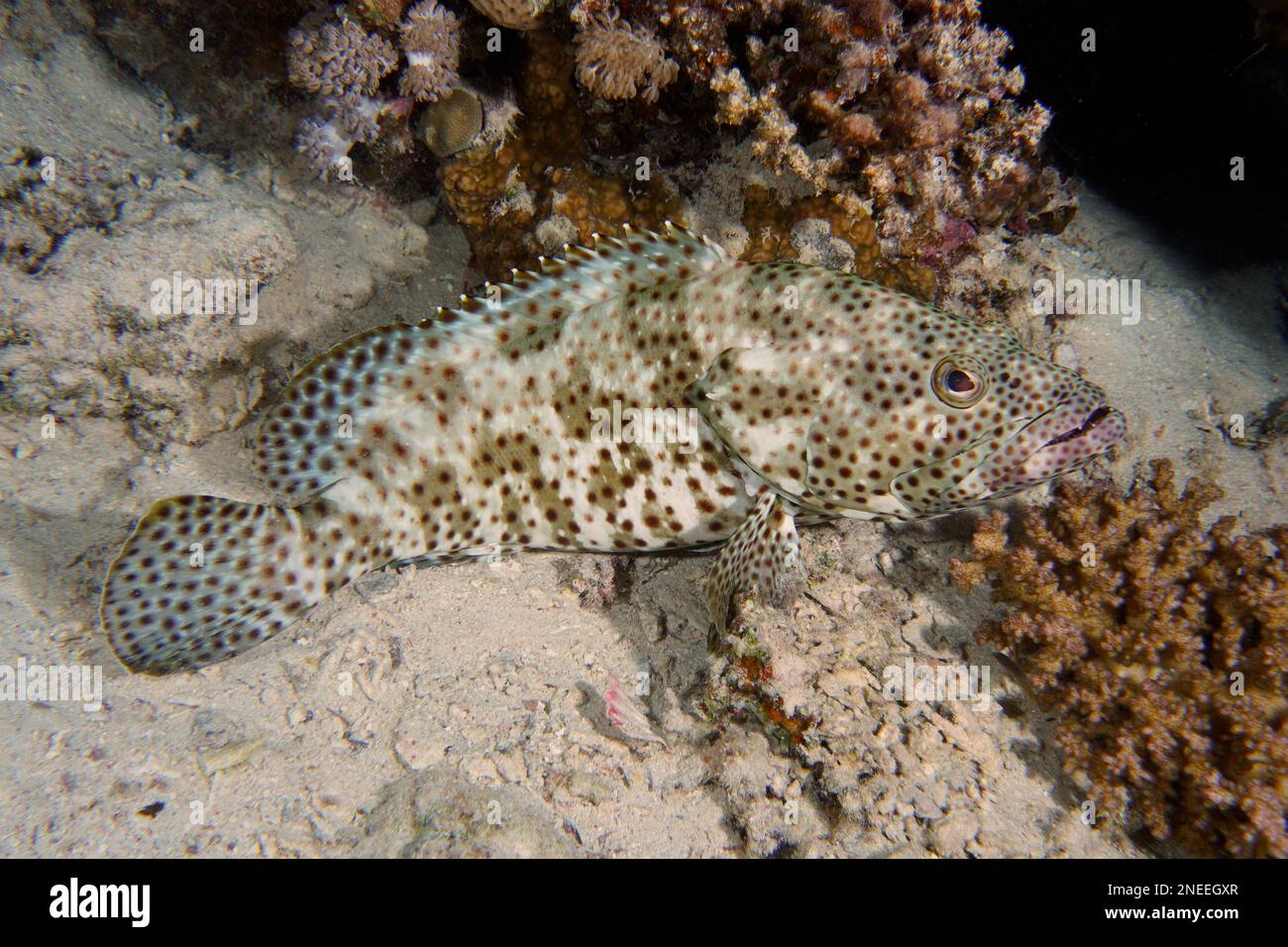 Greasy grouper (Epinephelus tauvina), House reef dive site, Mangrove Bay, El Quesir, Red Sea, Egypt Stock Photo