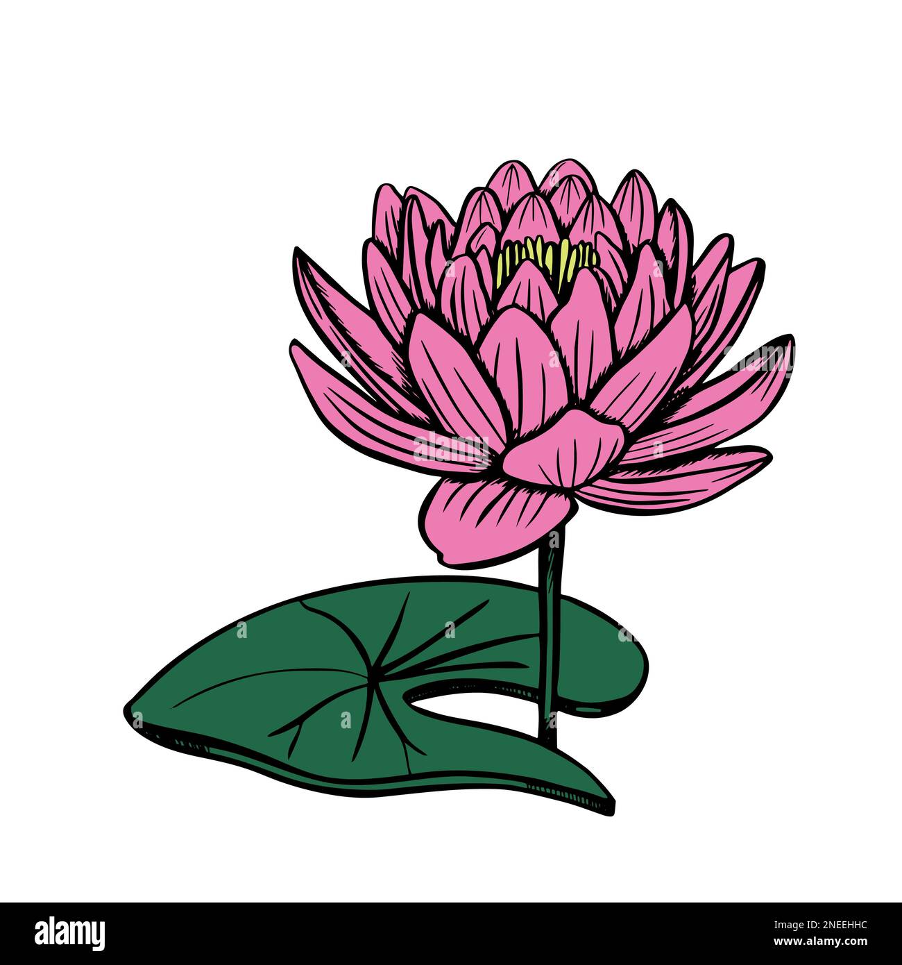 Lotus flowers on a white background, the stages of bud opening, a beautiful flower. Vector pink lily, waterlily isolated on white background. Vector i Stock Vector