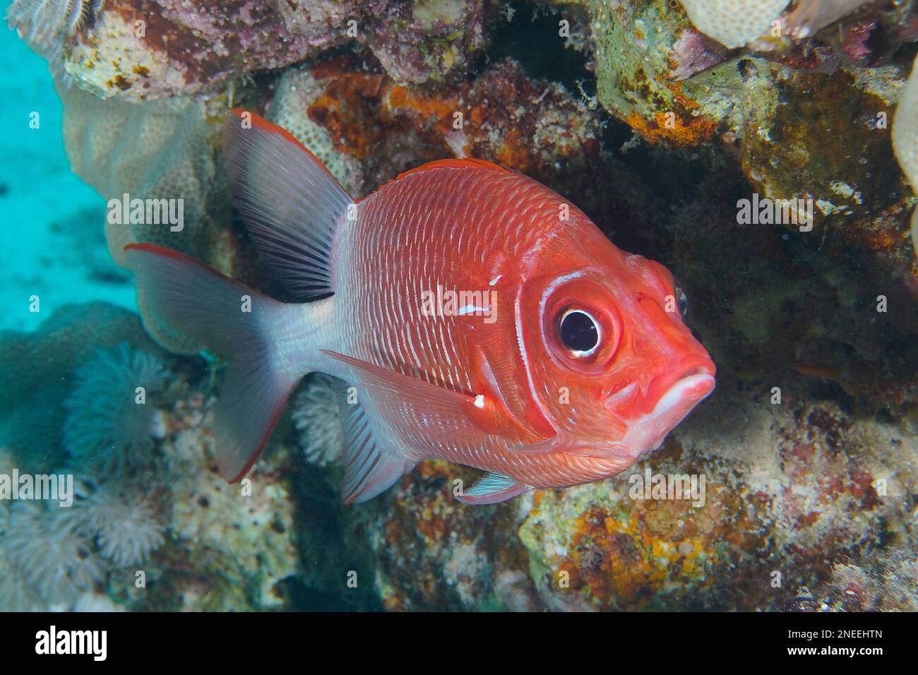 Portrait of silverspot squirrelfish (Sargocentron caudimaculatum), Dive Site House Reef, Mangrove Bay, El Quesir, Red Sea, Egypt Stock Photo