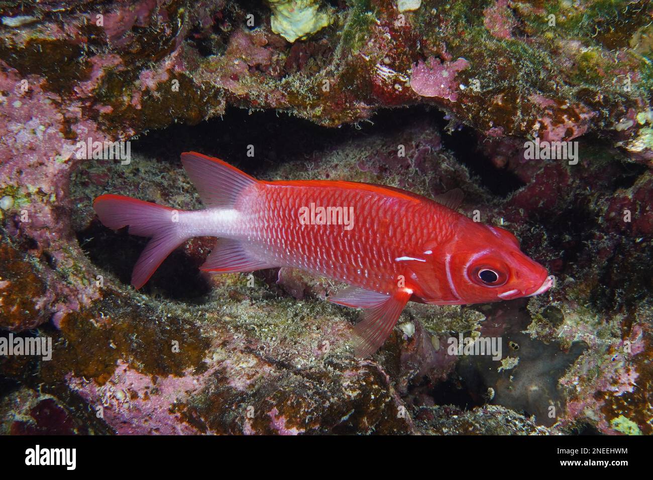 Silverspot squirrelfish (Sargocentron caudimaculatum), House reef dive site, Mangrove Bay, El Quesir, Red Sea, Egypt Stock Photo