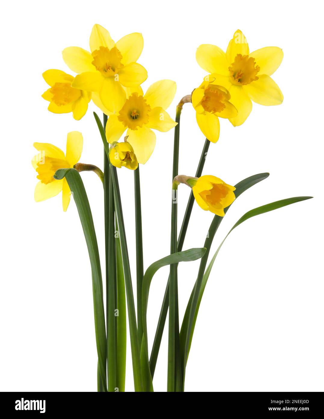 Beautiful blooming yellow daffodils on white background Stock Photo - Alamy