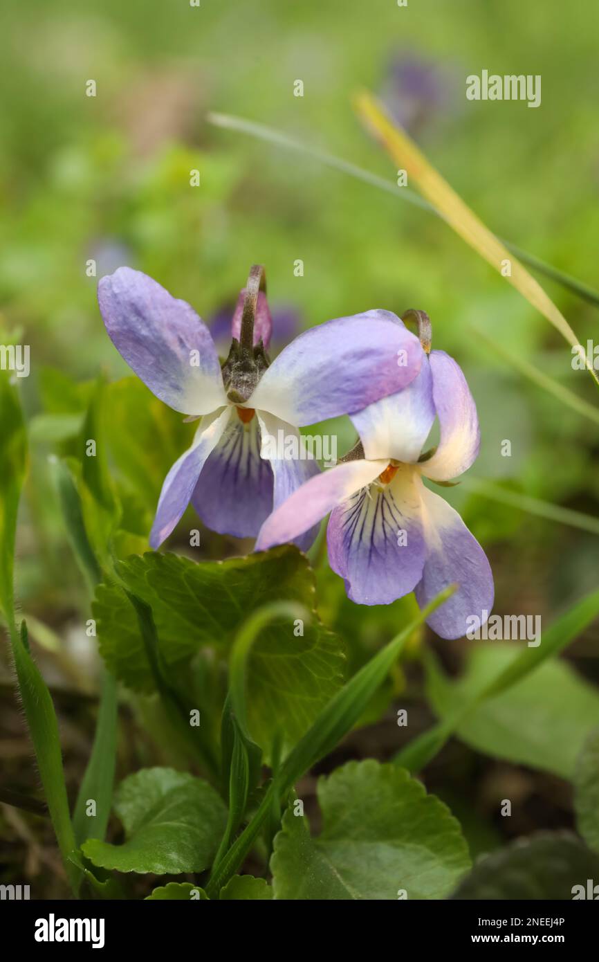Beautiful wild violets blooming in forest. Spring flowers Stock Photo