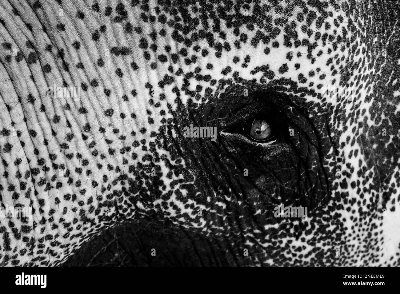 Wild African Elephant Head and Eye, detailed extreme macro close up view skin texture, abstract artistic composition in black and white, Stock Photo
