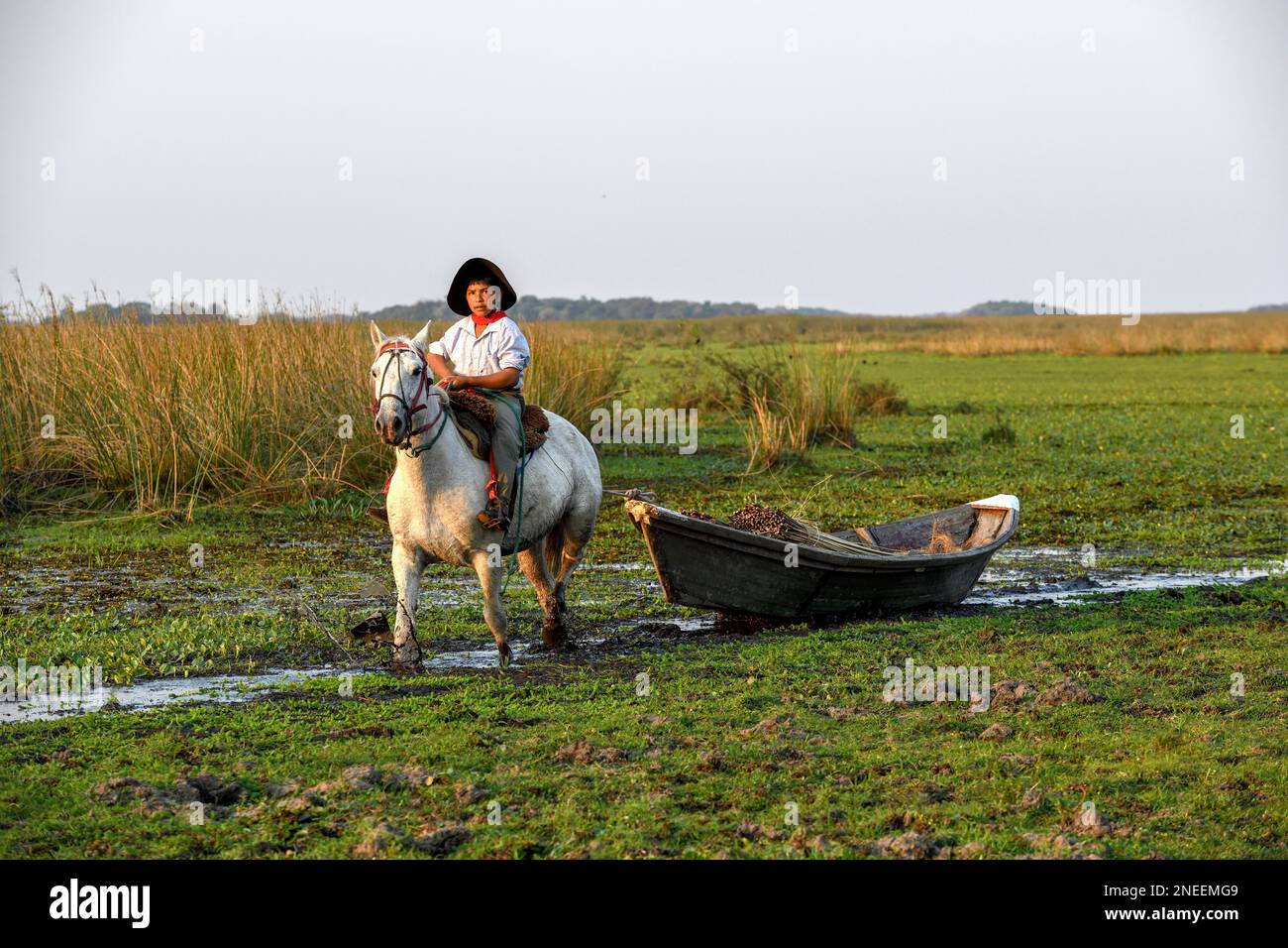 Young gaucho pulling a boat with reeds, traditional means of transport, Puesto Mingo, Esteros del Ibera, near Concepcion del Yaguarete Cora Stock Photo