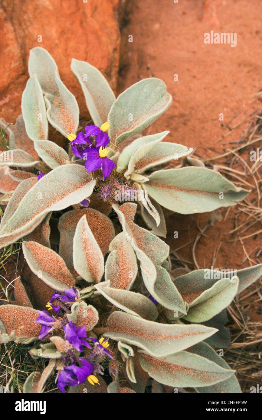 Desert Nightshade Plant, Solanum Oligacanthum, native species of Australian Wildflowers in Bloom with silvery, furry leaves small purple flowers Stock Photo