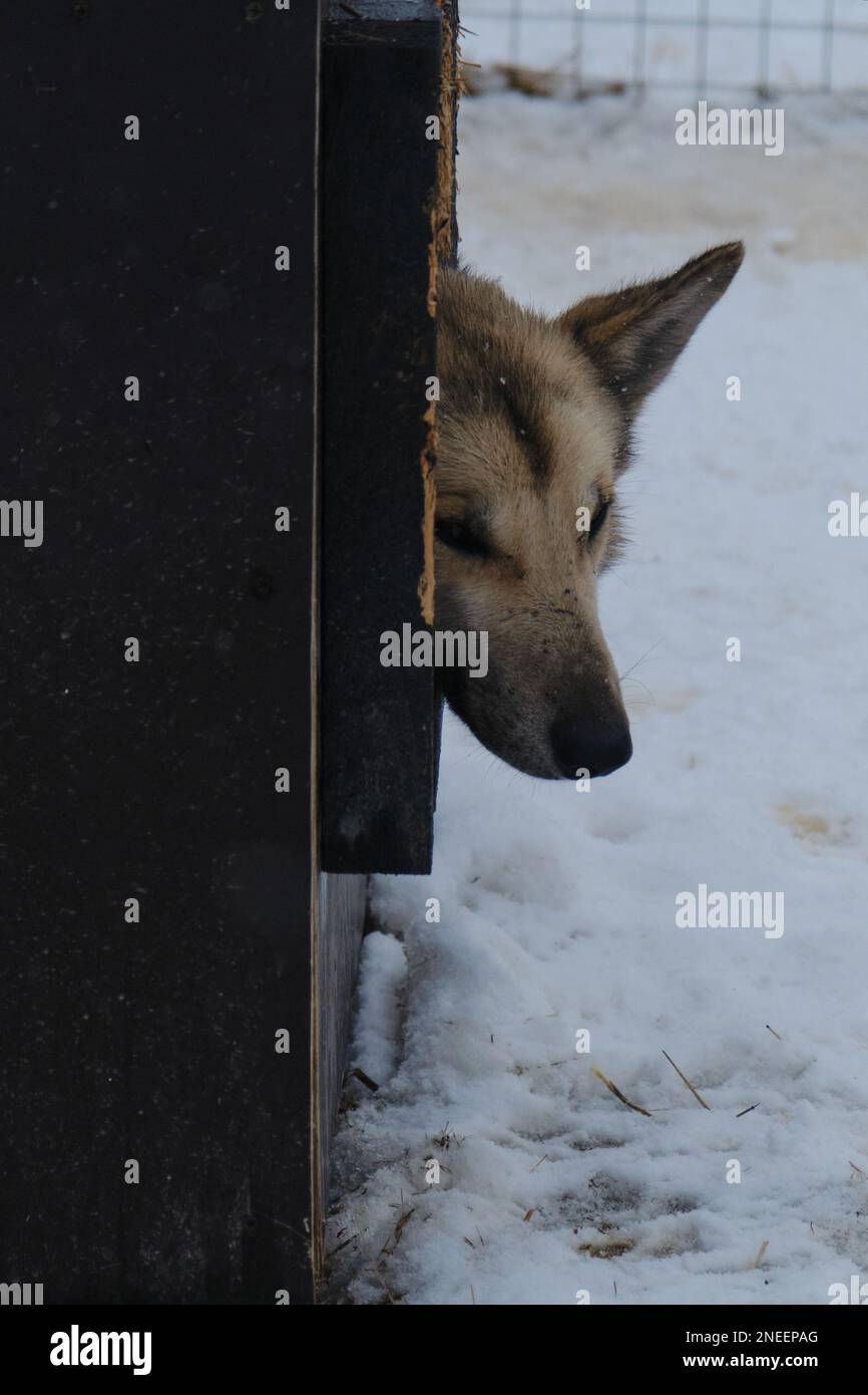 Lonely dog with sad muzzle and scratches on its nose and head lies in