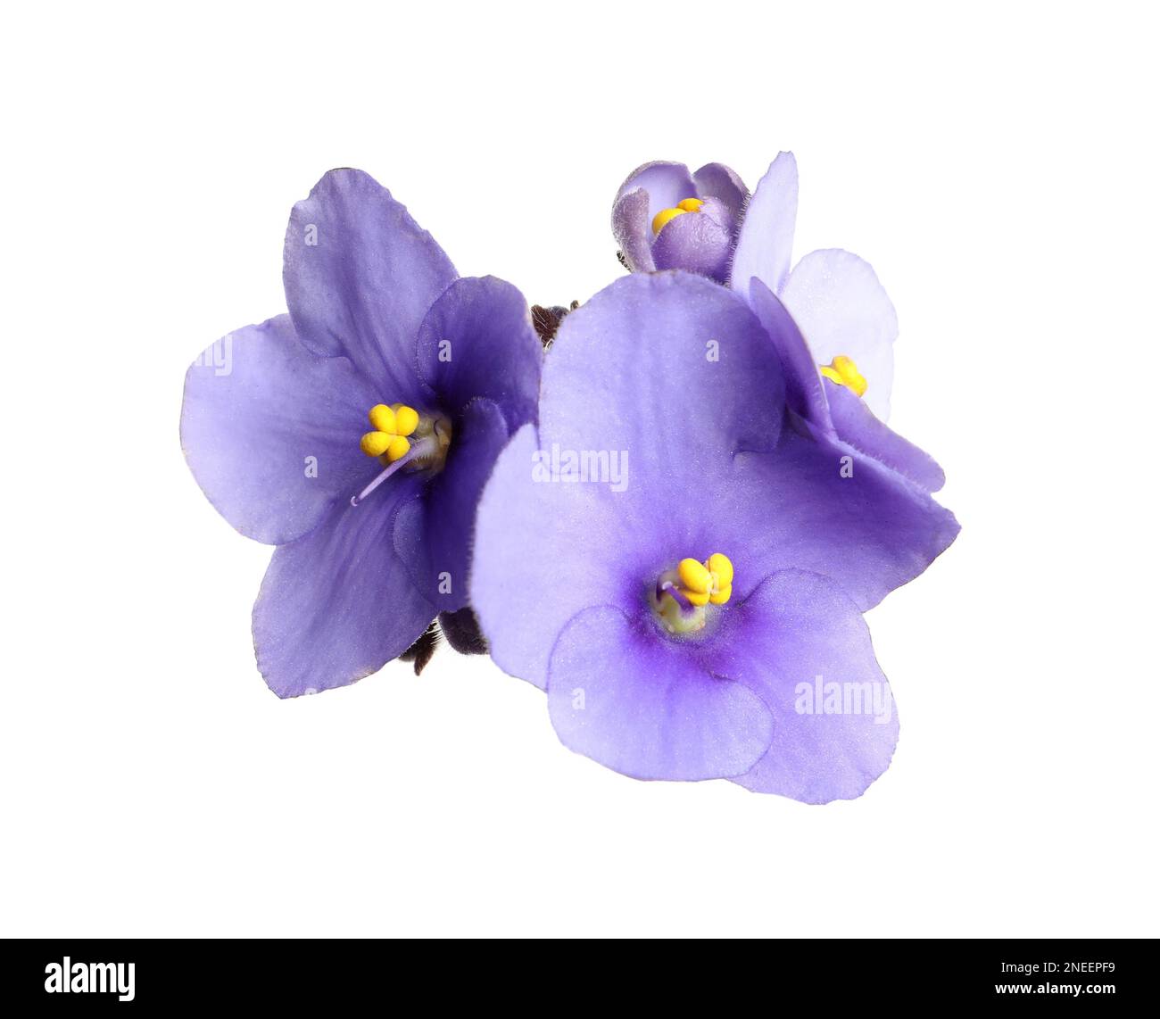 Purple flowers of violet plant isolated on white Stock Photo