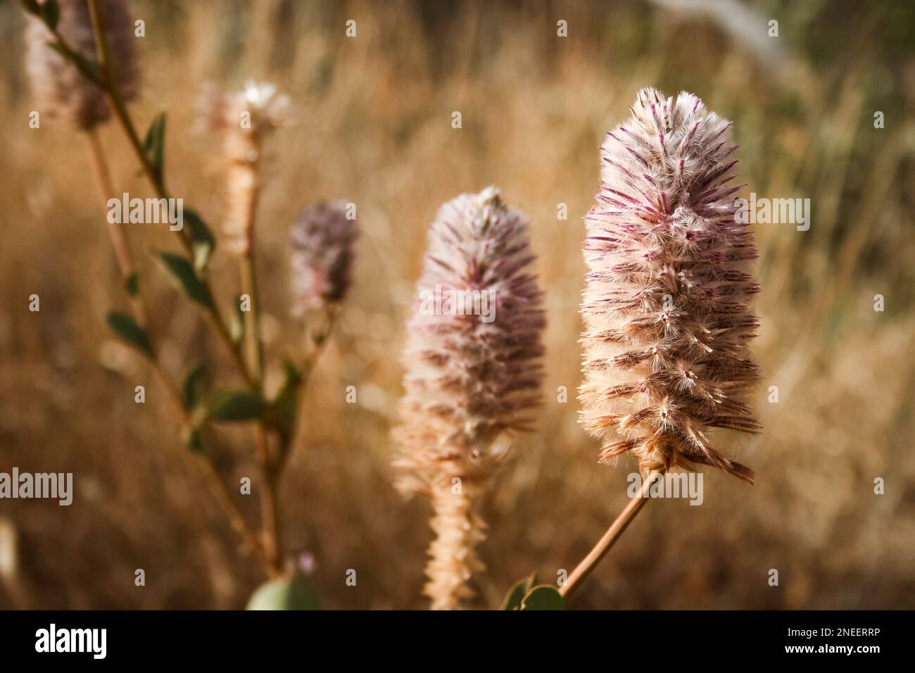 Australian hi res hi-res stock photography and images - Alamy