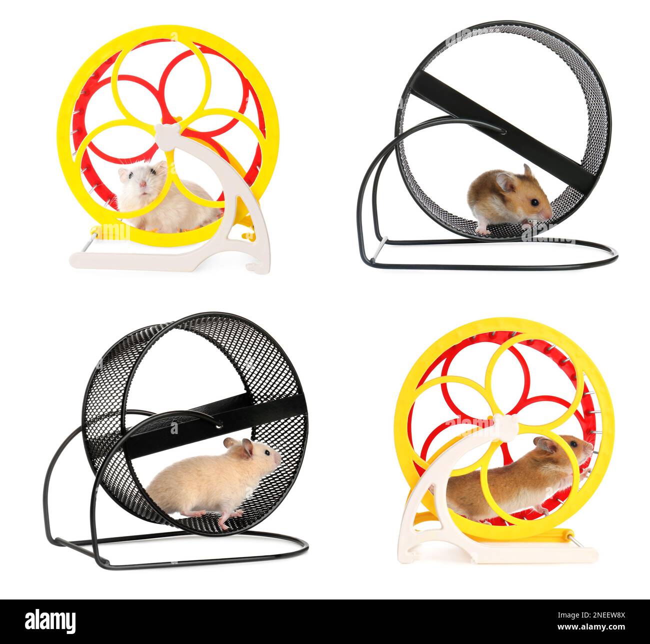 Cute funny hamsters running in wheels on white background, collage