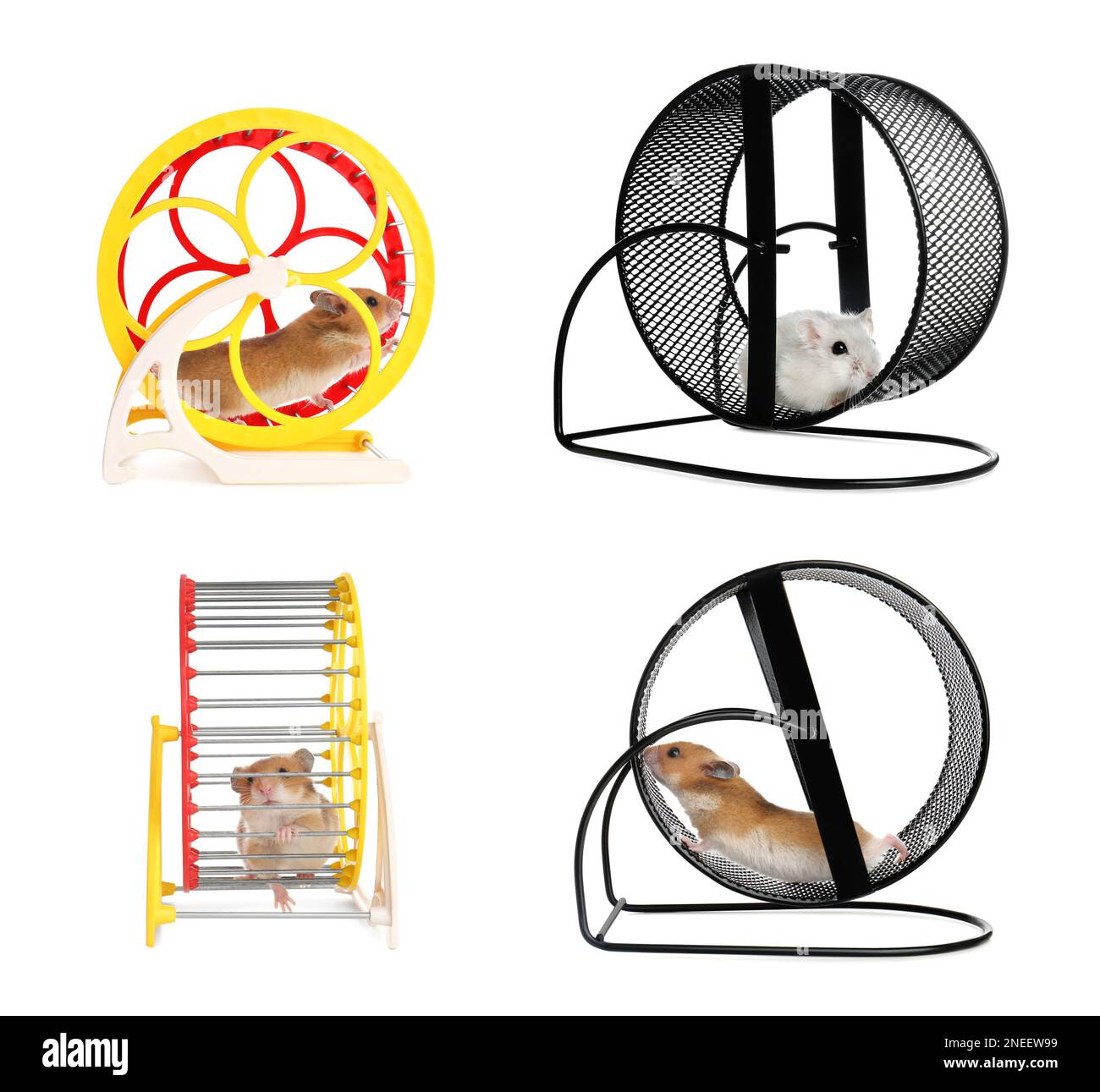 Cute funny hamsters running in wheels on white background, collage