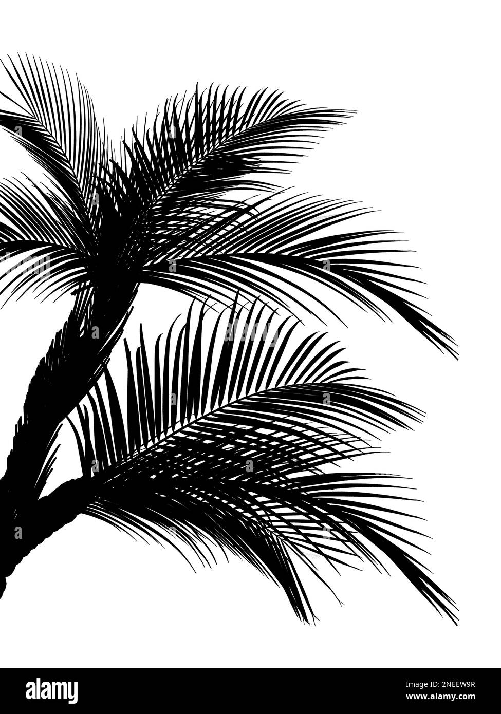 Silhouette of beautiful palm leaves on white background Stock Photo - Alamy
