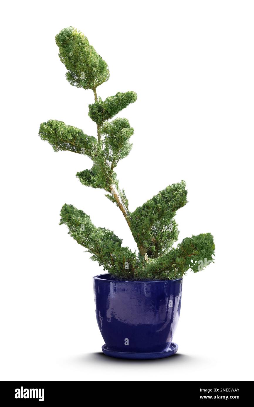 Beautiful bonsai tree in pot isolated on white Stock Photo - Alamy
