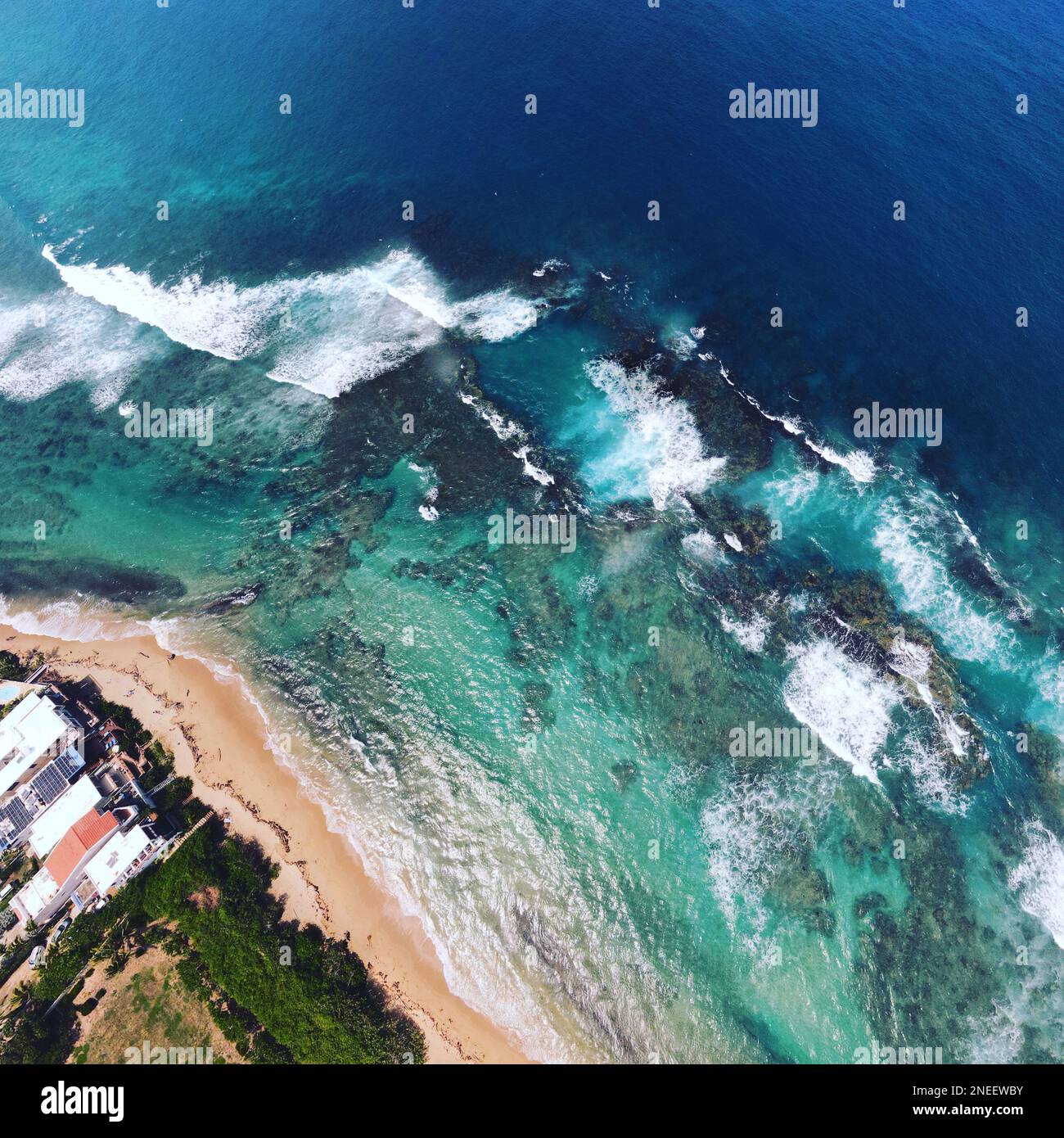 Verre à Shot Grenouille De Porto Rico - France