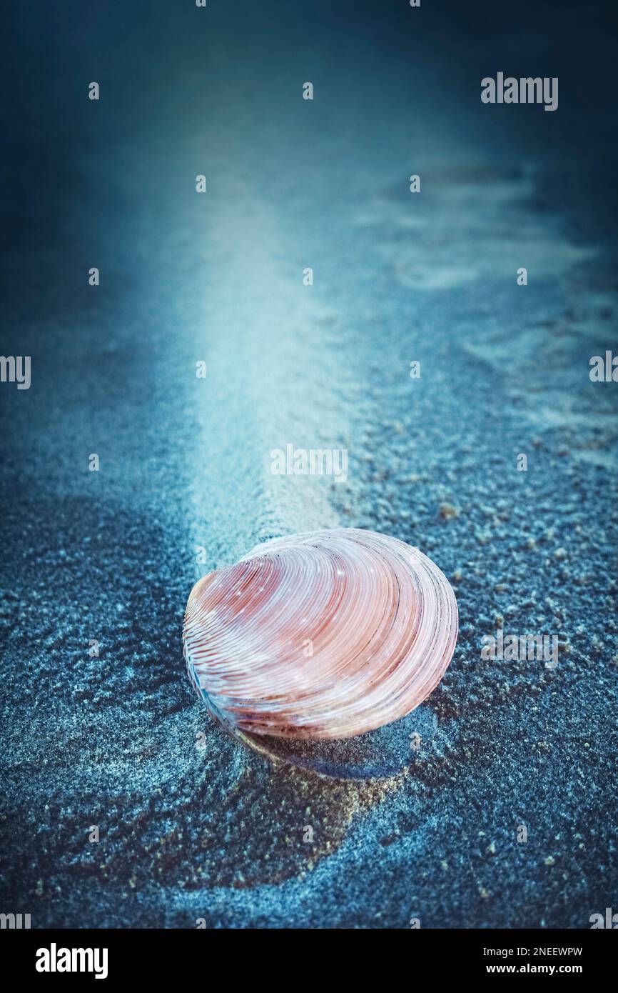 Open Pink Baltic Tellin Shell (Macoma Balthica) embedded in sand on a sandy beach, sand sculpted by wind blowing through a shell in Cornwall, England Stock Photo