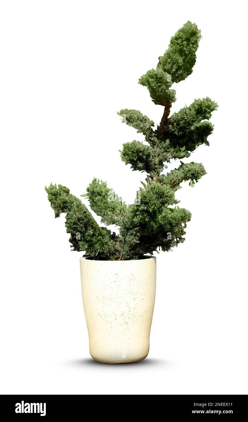 Beautiful bonsai tree in pot isolated on white Stock Photo - Alamy