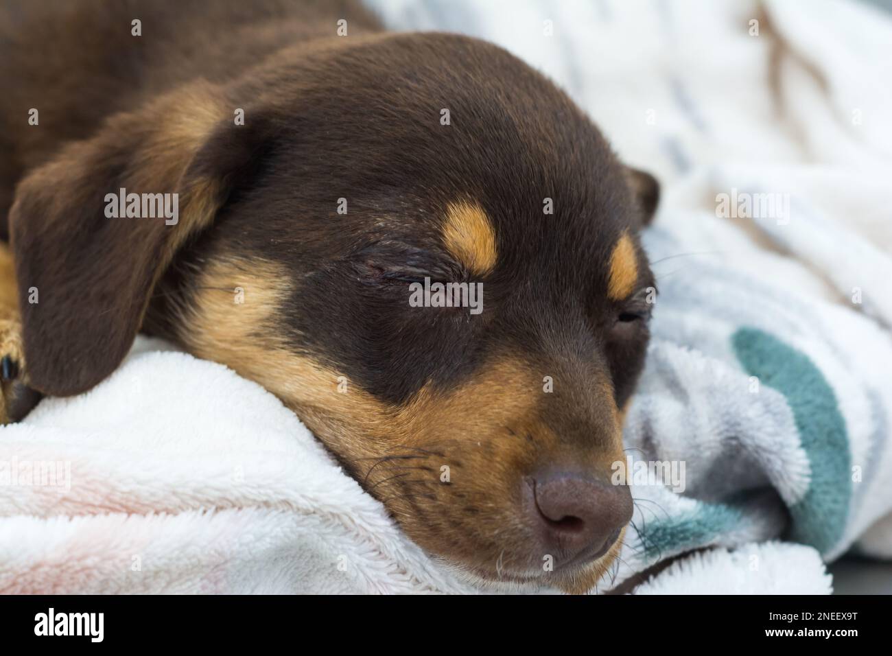 closeup photo of a puppy after cherry eye surgery Stock Photo Alamy