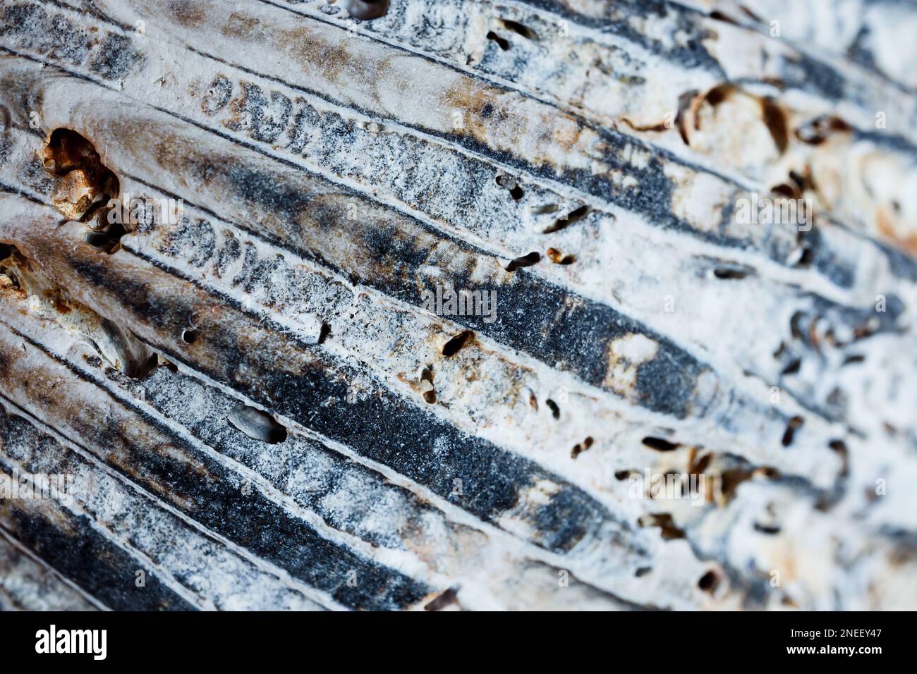 A gray seashell macro shot as a natural background, shallow DOF Stock Photo