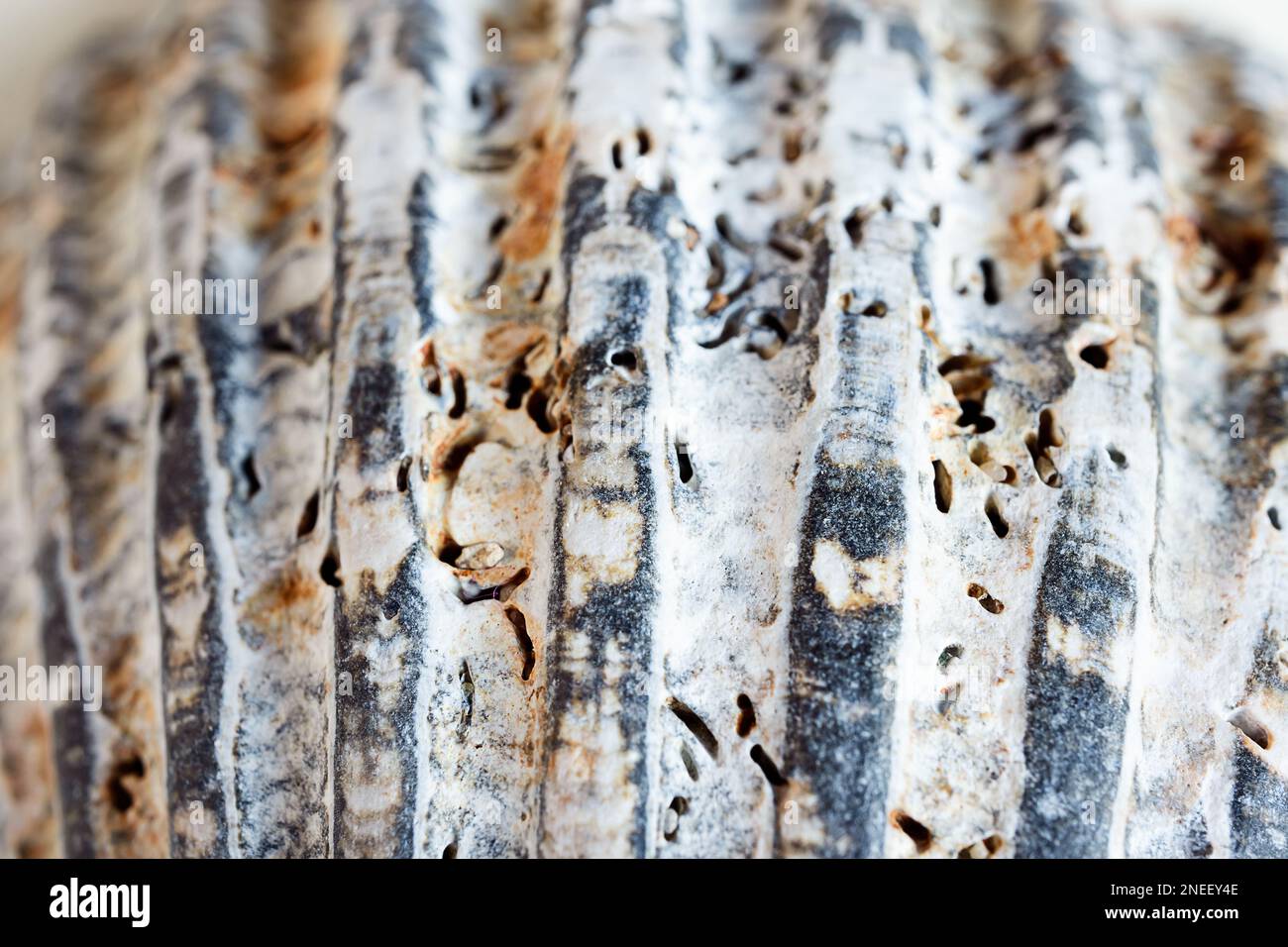 Gray and brown seashell macro shot as a natural background, shallow DOF Stock Photo
