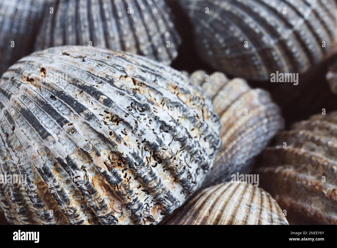 Seashells close-up as a natural background, shallow DOF Stock Photo