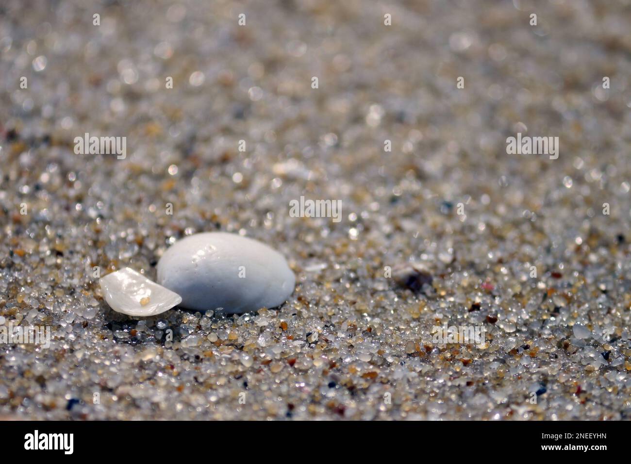 Sea shells. Arriving with the waves on the sand of the beach, the shells form a magnificent landscape of their shapes and fittings. Stock Photo