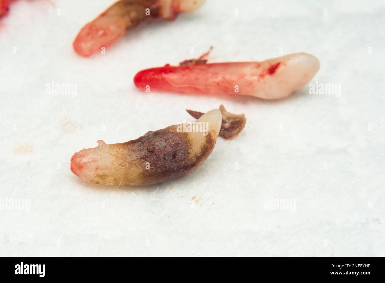 infected dog teeth after extraction Stock Photo Alamy