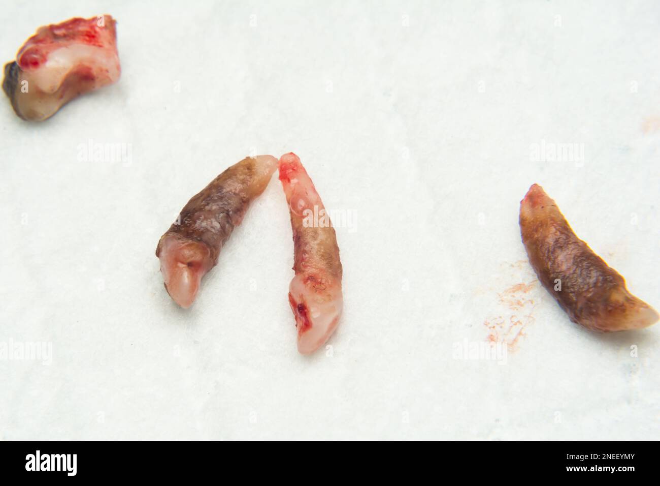 infected dog teeth after extraction Stock Photo Alamy