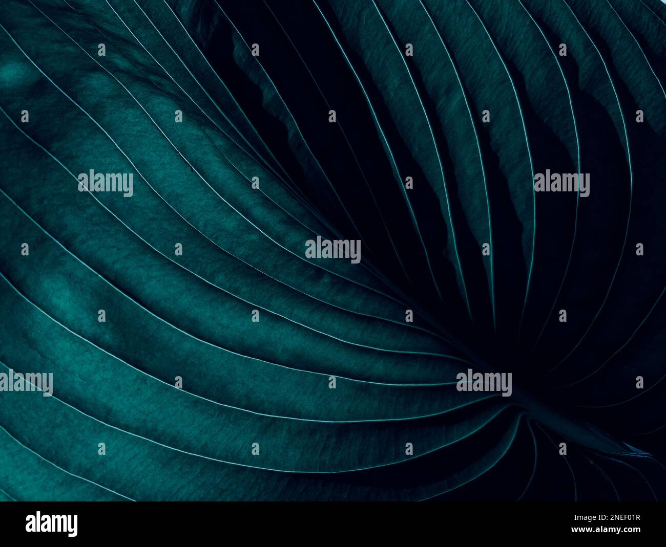 Dark moody aesthetic, abstract botanical closeup of stylish tropical