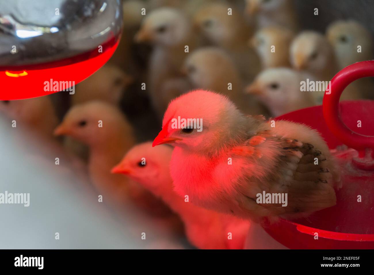 closeup photo of chickens heated with infrared light Stock Photo Alamy