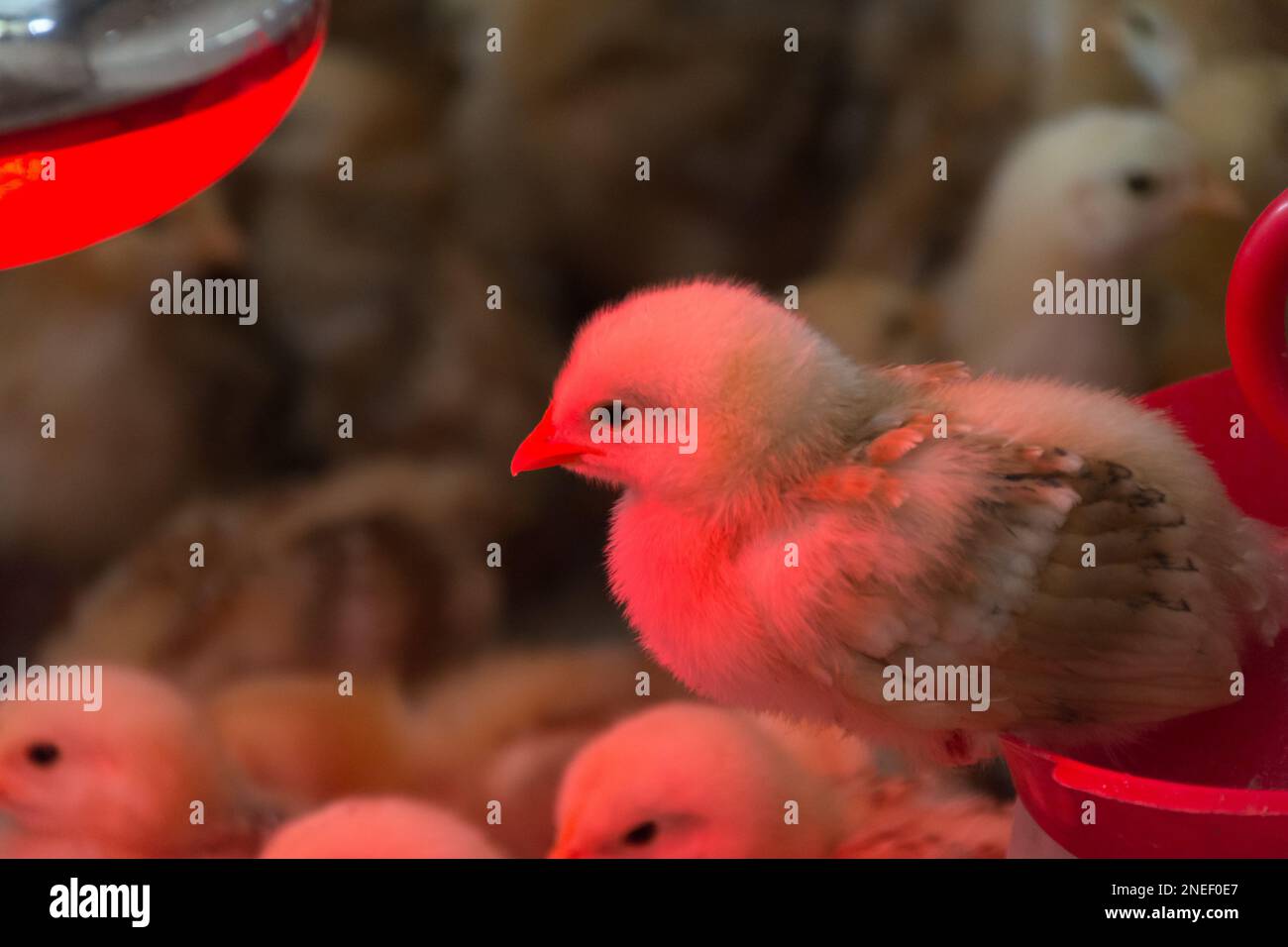 closeup photo of chickens heated with infrared light Stock Photo Alamy