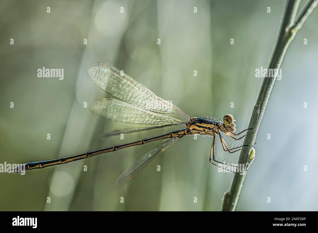 A dragonfly, the wood-armored damsel  (Lestidae/ (Chalcolestes viridis/. A common creature found near standing water Stock Photo