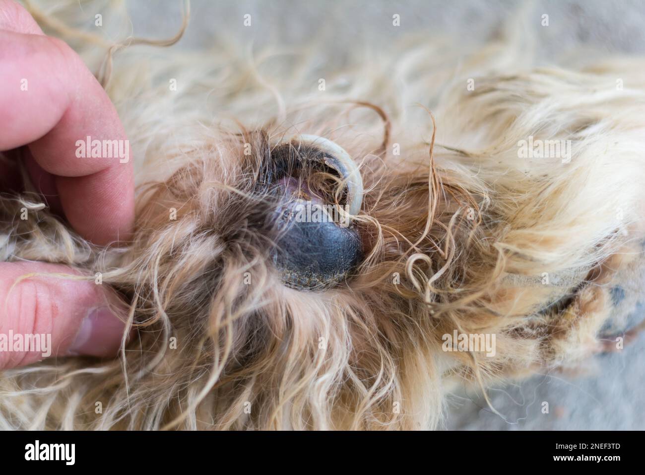 closeup photo of a dog with ingrown toenail Stock Photo Alamy