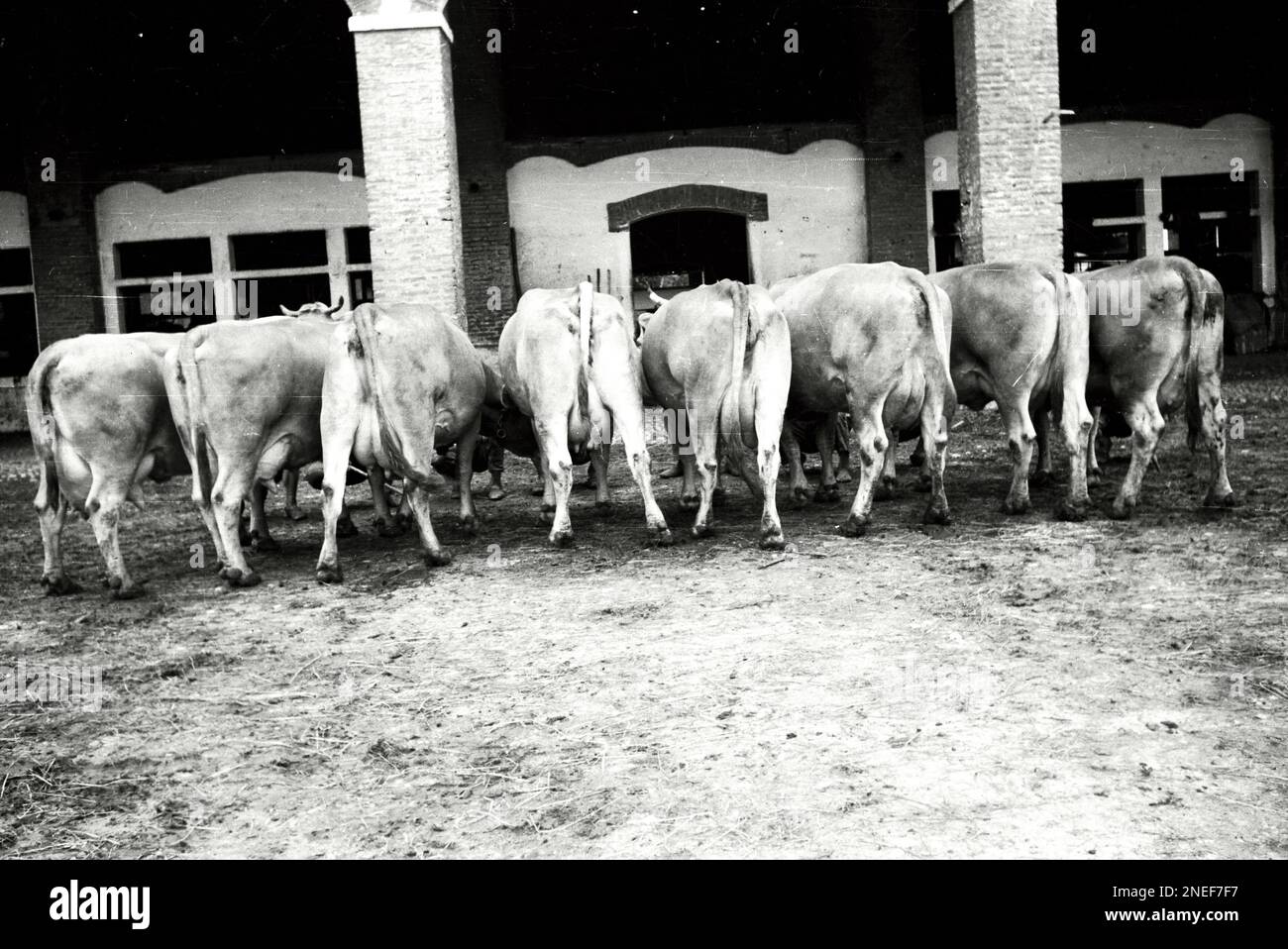 Agricoltura E Allevamento In Lombardia Bovini anni 30 Stock Photo agricoltura-e-allevamento-in-lombardia-bovini-anni-30-stock-photo