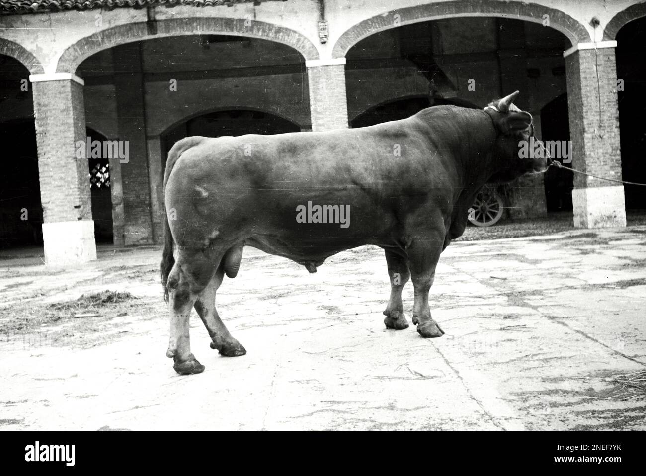 Agricoltura e Allevamento in Lombardia - Toro (anni 30) Stock Photo