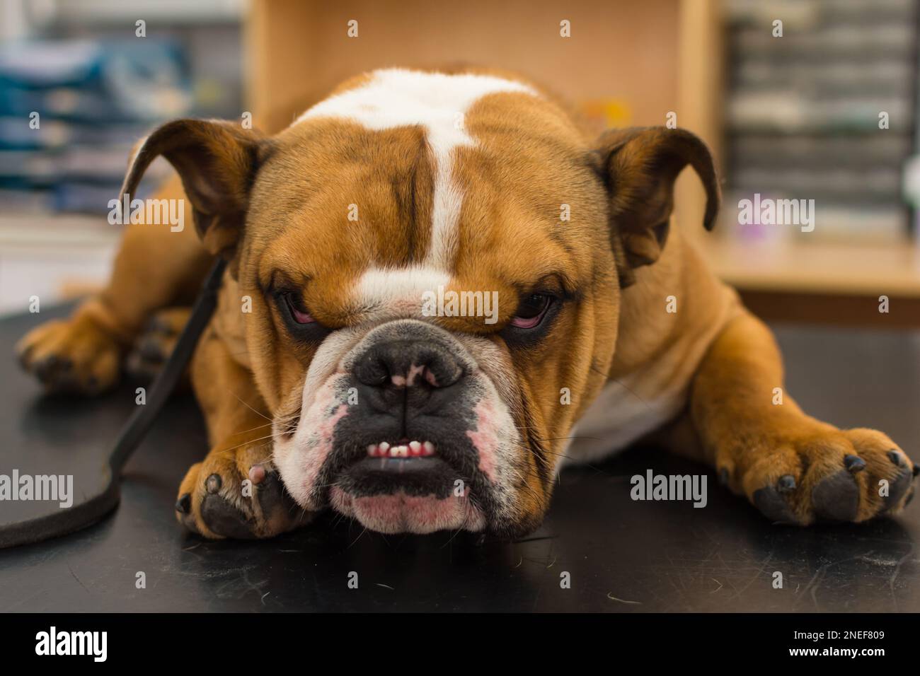 english bulldog on the consult table at the veterinary clinic Stock