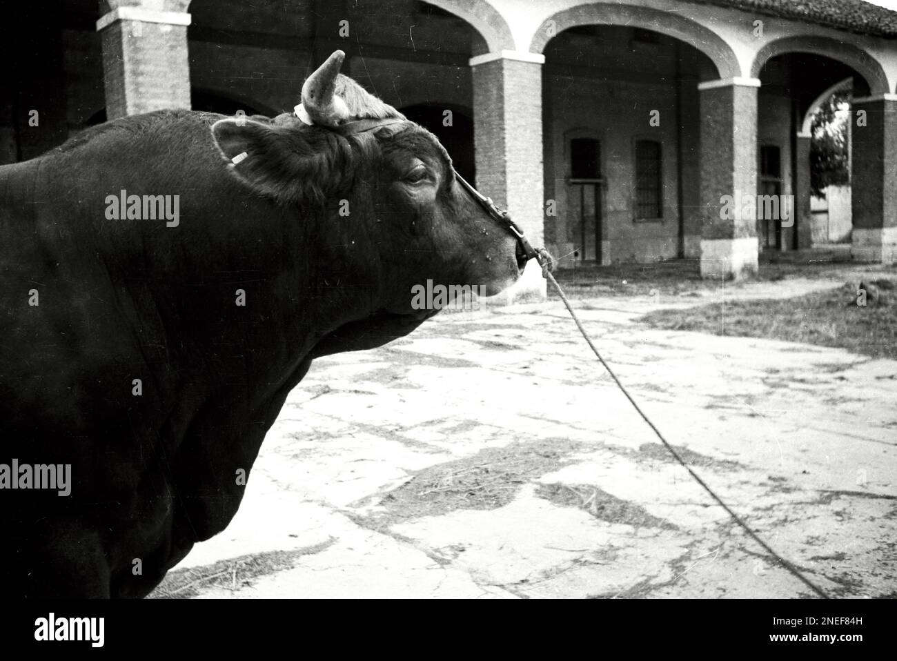 Agricoltura e Allevamento in Lombardia - Toro (anni 30) Stock Photo