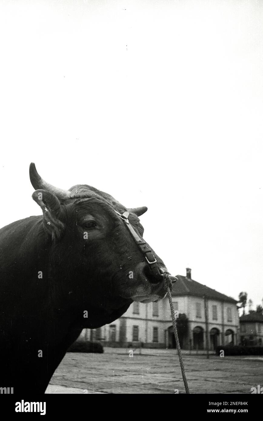 Agricoltura e Allevamento in Lombardia - Toro (anni 30) Stock Photo