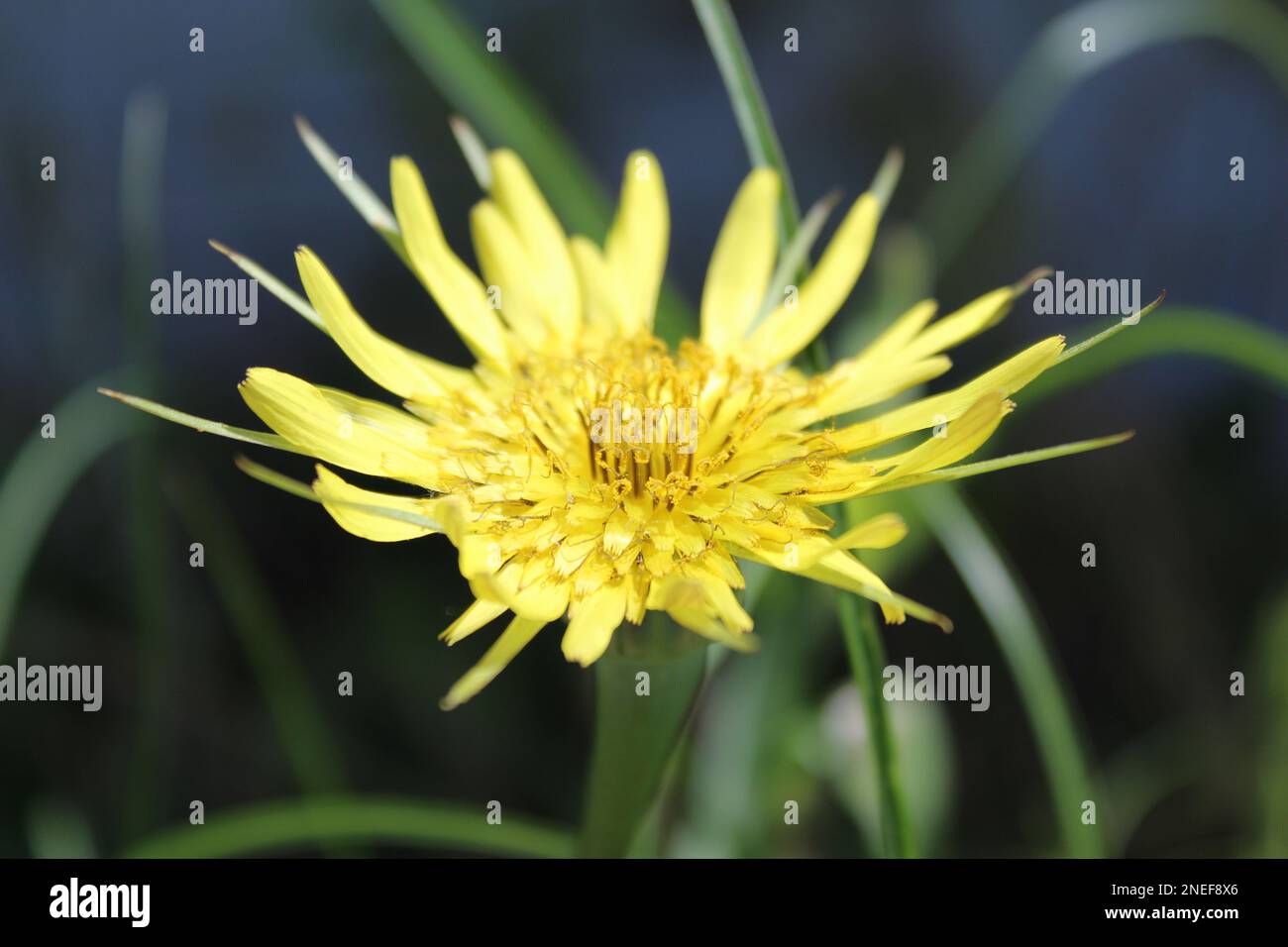 Yellow Salsify (Tragopogon Dubius) Stock Photo