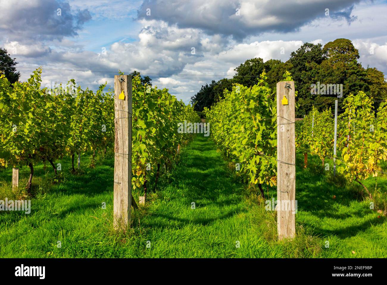 Rows of wine grapes growing in the vineyard at Renishaw Hall in north Derbyshire England UK. Stock Photo