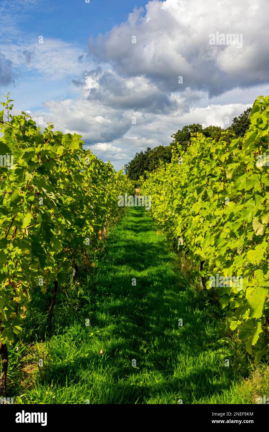 Rows of wine grapes growing in the vineyard at Renishaw Hall in north Derbyshire England UK. Stock Photo