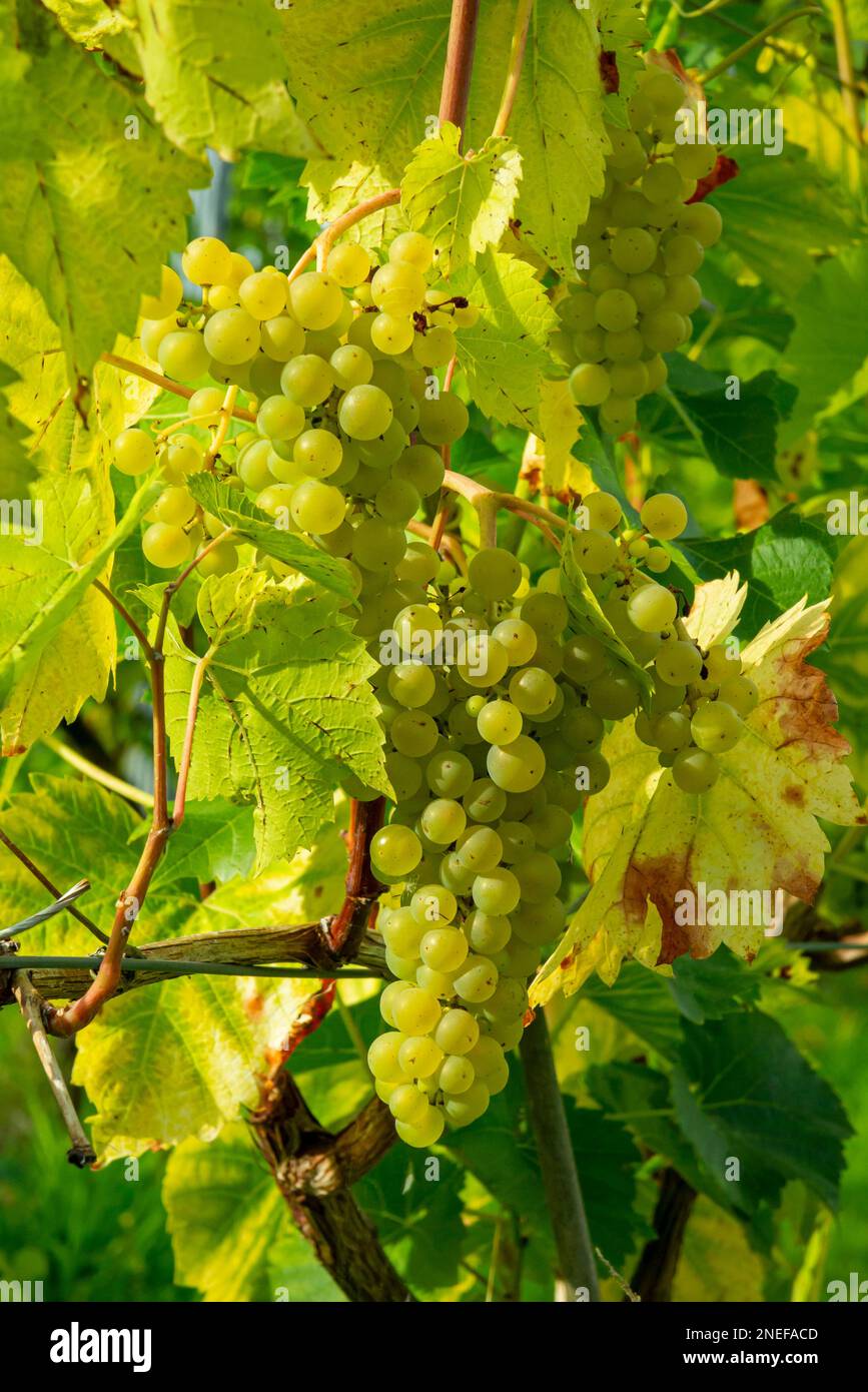 White wine grapes growing in a vineyard in late summer Stock Photo Alamy
