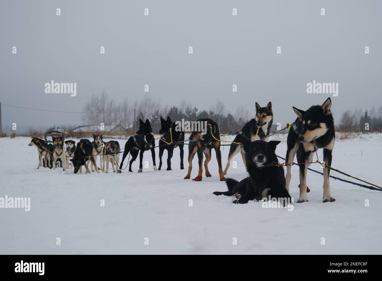 Kennel of northern sled dogs. Team of Alaskan Huskies resting after